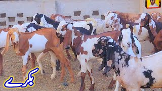 qurbani ke bakry beetal ablak makhi cheeni lailpuri at bismillah goat farm dera ghazi khan [upl. by Kerwon]