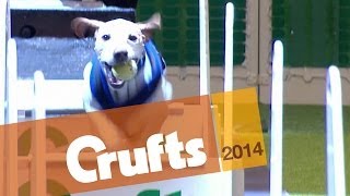 Flyball  First Quarter Final  Crufts 2014 [upl. by Reece]