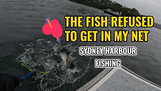 Sydney Harbour Jewfish shorejigging [upl. by Derwon]