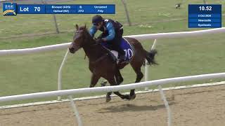 70 2024 Magic Millions Gold Coast Horses In Training Sale [upl. by Caleb]