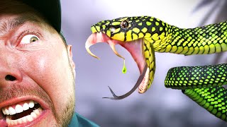 FACE to FANG With One of Asias Rarest Snakes [upl. by Graces]