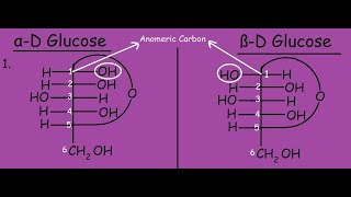 αD Glucose and βD Glucose Differences and Mutarotation [upl. by Sanalda]