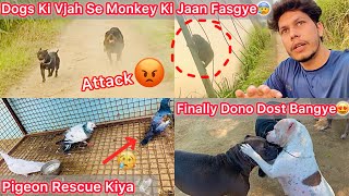 Khet Mai Achanak Dogs K Samne Monkey Aagya😰Dogs Attack😡Pigeon Rescue Kiya Udta Hua🕊️Jora Coco Dost🔥 [upl. by Nadler]