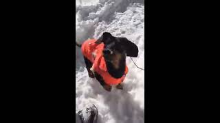 Crusoe amp Oakley Winter Walk Facebook LIVE Video [upl. by Braden250]