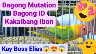 Vlog361 Aqua Price Upd8 Part 2😱 Bagong Ibon NAYASA 😍😱🦜🦜🦜Kay Boss Elias [upl. by Oetomit]