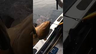 HUGE COD ALMOST BROKE ROD  DEEP SEA FISHING  shorts fishing deepseafishing oceanfishing sea [upl. by Joslyn891]