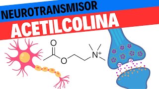 Fisiología de la Acetilcolina Neurociencias 12 [upl. by Kwasi]