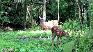 A close up look at a Fawn browsing [upl. by Yankee]