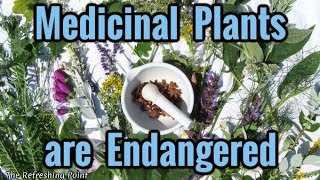 Medicinal Plants are Endangered and What You Can Do to Protect these Endangered Plants [upl. by Aneeuqal]