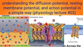 resting membrane potential physiology lecture 3 [upl. by Yrrehc]