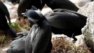 Science in Action Brandts Cormorants  California Academy of Sciences [upl. by Shue]