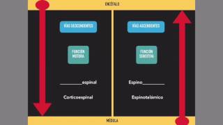 Médula espinal Vías ascendentes y descendentes [upl. by Ardnuahc]