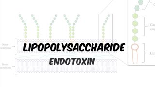 Lipopolysaccharide LPS Endotoxin  gramnegative bacteria in Hindiurdu [upl. by Ynnep277]