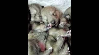 SLEEPING WOLF DOG PUPPIES [upl. by Christi34]