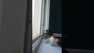 Meeting birds and fruits on the windowsill shoerts [upl. by Bonita]