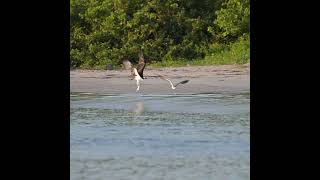 Short Osprey Action  Everyone is watching ospreys birdofprey nature wildlifevideography [upl. by Justine]