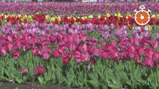 Texas Tulipalooza is a picture perfect spring site [upl. by Wassyngton86]