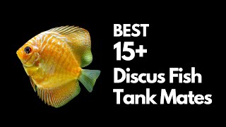 Discus Tank Mates The Best amp Worst Options [upl. by Arielle650]