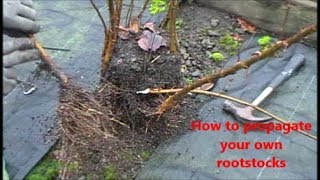 How to propagate your own rootstocks [upl. by Tisha]