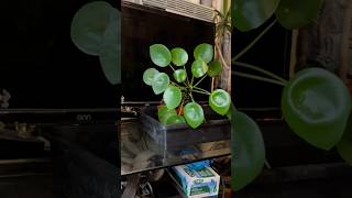 Pilea Peperomioides Transplant garden [upl. by Tartaglia]