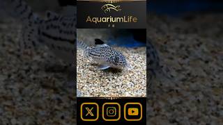 🐟Corydoras julii aquarium fish aquariumhobby [upl. by Ailene]