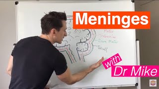 Meninges [upl. by Yelsehc]