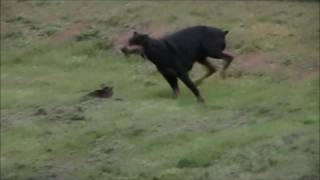 Doberman Pinscher Vs Cat shocking [upl. by Santa]