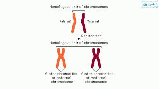 homologous chromosomes [upl. by Ettevad449]