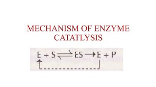 Mechanism of Enzyme Catalysis enzymes 6 [upl. by Aivyls]