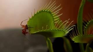 Venus Flytrap VS Ant [upl. by Lennard]