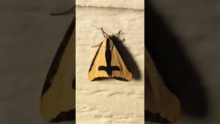 A Moth With a Sword amp Cross Haploa Clymene [upl. by Goines159]