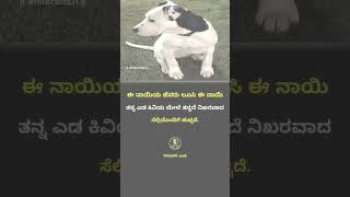 kannadakategalukannadakathe interestingandamazingfactsinkannada [upl. by Atiuqat]