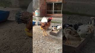 gadon gadonvietnam pets rooster fightingcock [upl. by Dorcus]