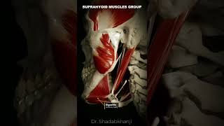 Suprahyoid muscles group  Human Anatomy [upl. by Lothair840]