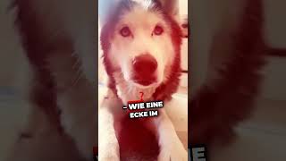 Dieser eine Tag hund tierliebe wissenswert hunde tiere doglover [upl. by Biron]