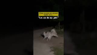 Great Pyrenees in action livestockguardiandog workingdogs greatpyrenees [upl. by Annadal170]