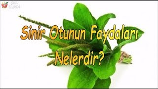 Sinir Otunun Bilinmeyen Faydaları Nelerdir [upl. by Atiana311]