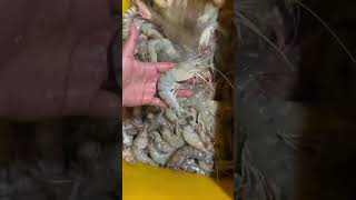 Udang windu youtubeshorts food makananlaut fishing seafood fish udang shrimp [upl. by Yur149]