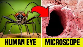 10 Scary Things You Can See Only Under Microscope [upl. by Ardnait]