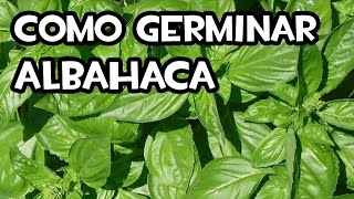 Como Germinar Albahaca en Casa  Muy facil [upl. by Jarid]