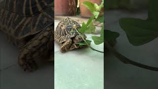 Tortoise Food  Sweet Potato Leaves  Day 11 of 30 different food in 30 days  Indian Star Tortoise [upl. by Mariele770]