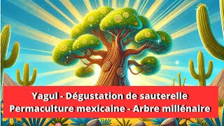 Dégustation de sauterelle et permaculture mexicaine [upl. by Wolfie477]