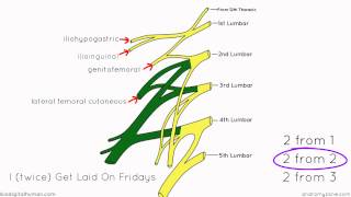 Lumbar Plexus  Structure and Branches  Anatomy Tutorial [upl. by Aidnic]