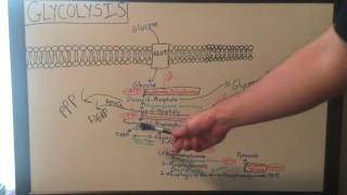 Overview of Glycolysis  Basics for Beginners  Biochemistry Lesson [upl. by Anirec]