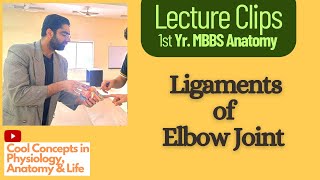 Lecture Clip Anatomy of Ligaments of Elbow Joint  1st Year MBBS [upl. by Atnovart475]