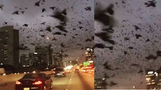 Mysterious Bird Apocalypse on Houston Highway [upl. by Adis]