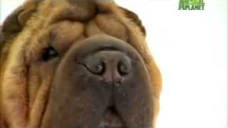 Dog Breeds 101 Video Chinese SharPei [upl. by Allenad961]