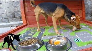 Kibble VS Raw Meat Challenge Compilation [upl. by Tivad]