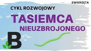 Cykl rozwojowy TASIEMCA NIEUZBROJONEGO  Płazińce ZWIERZĘTA trójwarstwowe  KOREPETYCJE BIOLOGIA 314 [upl. by Cherilyn]