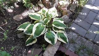 BYLINY WIELOLETNIE Funkia Hosta Patriot cz 1z2  wiejskomiejskipl [upl. by Merlina]